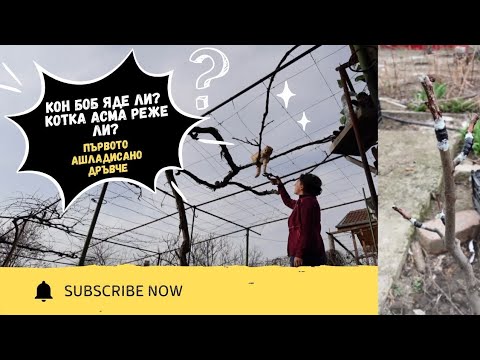 Видео: ДНЕВЕН ВЛОГ | ПЪРВОТО МИ АШЛАДИСВАНЕ! #животнасело