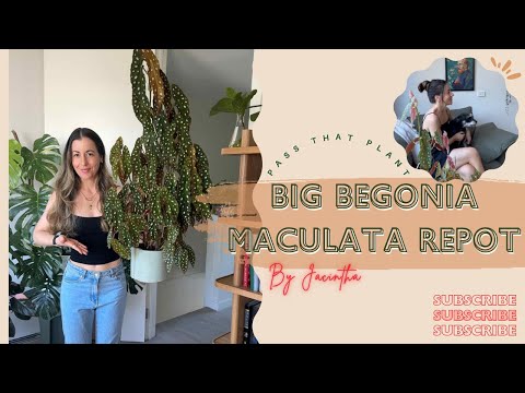 Видео: Пересадка бегонии пятнистой! Стрессовая и жаркая пересадка моей большой пятнистой бегонии | #Bego...