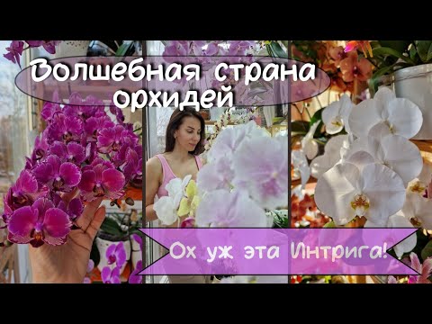 Видео: Январь время орхидейных водопадов! Фаленопсис Интрига, Хатуюки, Квин Кисс, Дарвин и не только.