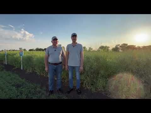 Видео: Технологія вирощування ріпаку на Байєр АгроАрені Дніпро. Досвід 2024. Частина 1.