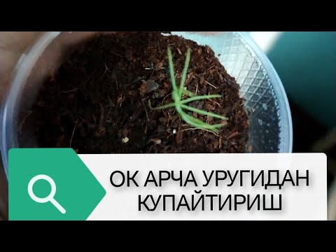 Видео: Мовий арчани уругидан устириш. #Мовийарча