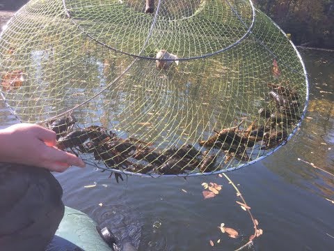 Видео: ГДЕ ЛОВИТЬ РАКОВ В ОКТЯБРЕ. ОСЕНЬ. СУПЕР ПРИМАНКА. РАКОЛОВКИ. РАКОЛОВКА.