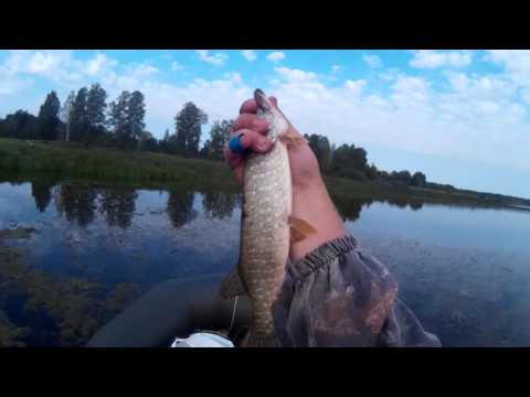 Видео: Ловля хищника на поппер в Омской области на озере Тека