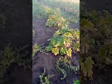 Видео: Немного юмора, видео отчёт для жены.