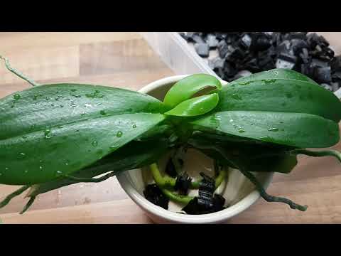 Видео: 61. Забрала орхидейку на воспитание :) Пересаживаем фаленопсис в пенопласт