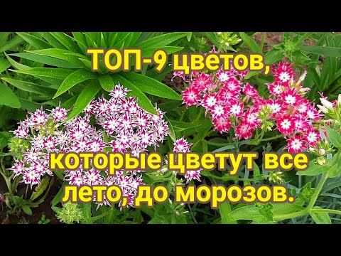 Видео: ТОП 9 цветов, которые цветут все лето до морозов