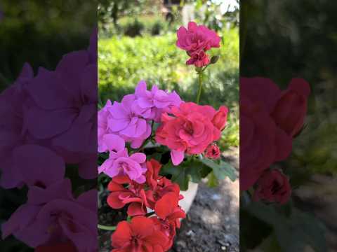 Видео: Ампельная герань