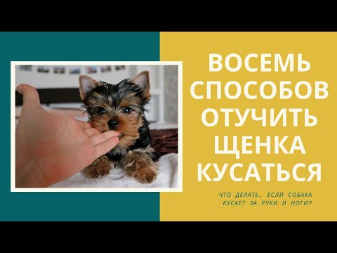 Видео: Как отучить щенка кусаться? Что делать, если собака кусается? Один из восьми способов вам подойдет!