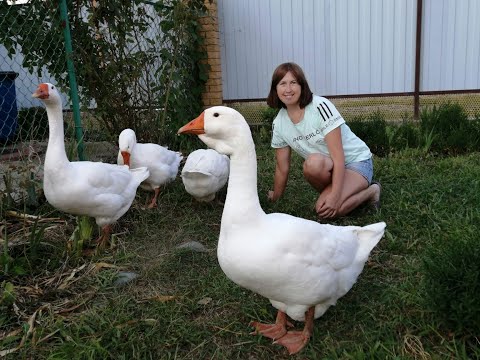 Видео: Содержание гусей. Чем кормим гусей. Гуси Линда в 4 месяца. Наш первый опыт