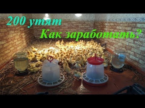 Видео: 200 утят, что можно заработать за две недели? (1 серия)