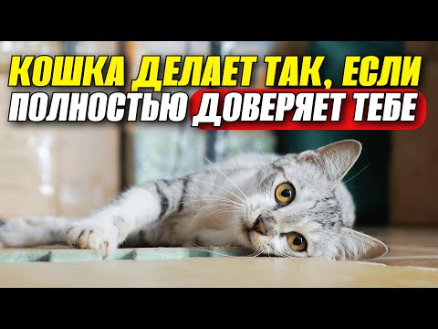 Видео: 10 признаков настоящего кошачьего доверия! Не все кошки делают так!