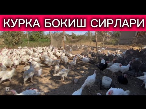 Видео:  КУРКА БОКИШ СИРЛАРИ СИЗ КУТГАН ВИДЕО 