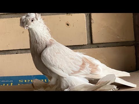 Видео: Узбекские голуби Pigeons الحمام Tauben  merpati کبوتر 鴿子 ハトkaʙūtar güvercinler porumbei 2/11/25