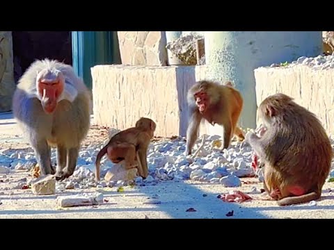 Видео: ДЕД и ПЭДРО включили режим ТИРАНИИ! Родители, БЕРЕГИТЕ детей! ПОЛЕТЕЛИ в ДОМ2 мясо и ГРОМКИЙ перец!