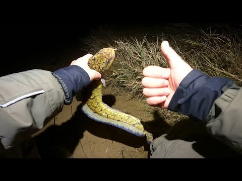 Видео: КТО куда, ну а я ЗА НАЛИМОМ. ПРИЕХАЛИ ЛОВИТЬ РЫБУ- ЗМЕЮ! РЫБАЛКА С НОЧЕВКОЙ НА НАЛИМА! #налим #рыба