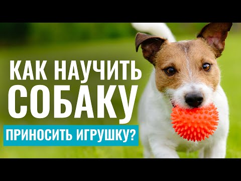 Видео: ИГРАЕМ с собакой БЕЗ СТРЕССА! Как научить собаку приносить игрушку?