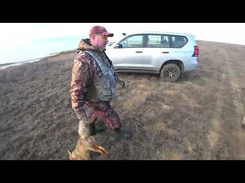 Видео: Коллективная охота на лис от первого лица. Взяли в камышах 3 лисы!  Collective fox hunting