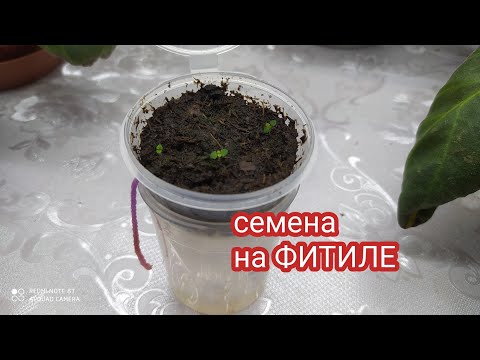 Видео: ПОСЕВ СЕМЯН ГЛОКСИНИИ,НА ФИТИЛЬНОМ ПОЛИВЕ.