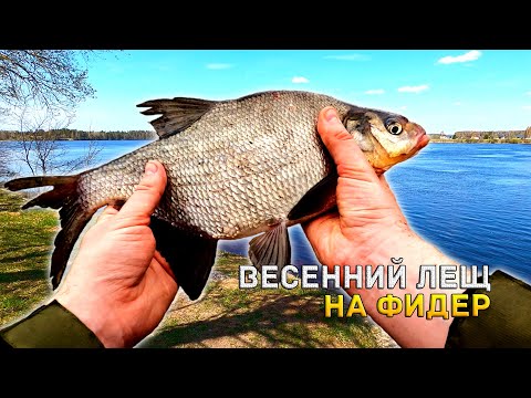 Видео: Весенний Лещ на фидер. Рыбалка на реке Даугава - Рыбалка с Почтальоном #1