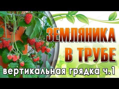 Видео: Земляника на балконе в трубе ч. 1