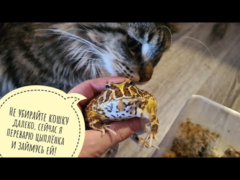 Видео: Кошке Морошке злая жаба сделала лизь в нос