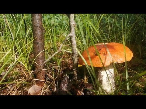 Видео: Там нас ждали полчища подосиновиков