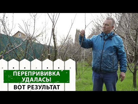 Видео: Перепрививка плодовых. Посмотрите на наш результат, вы сможете сделать также!