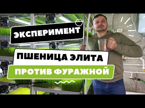 Видео: Как мы выращиваем пшеницу на витграсс | Процесс от посадки до заморозки сока | Народные Семена