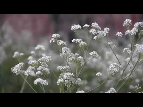 Видео: Уржар Тасбулак песня