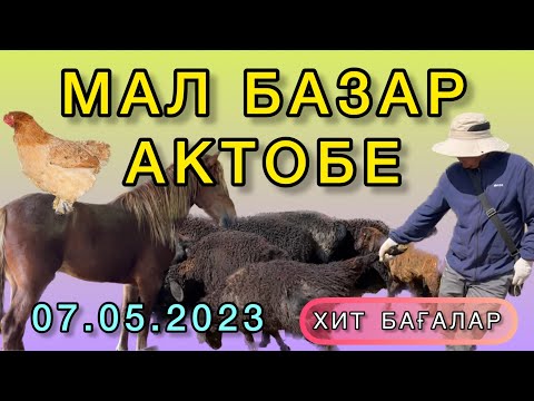 Видео: АКТОБЕ 🔥 МАЛ БАЗАР 🔥7.05.2023 мейрамдағы бағалар жылқы сиыр қой