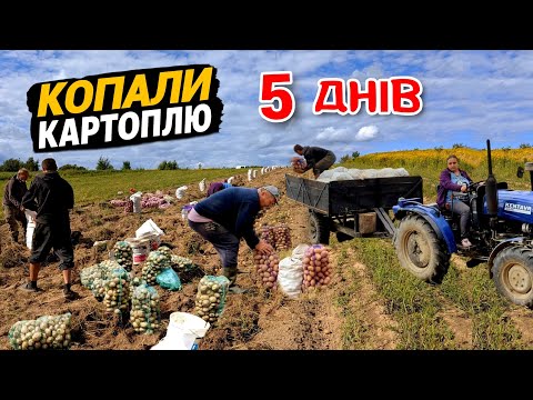 Видео: Оце так вродила 😱 Викопали всю картоплю