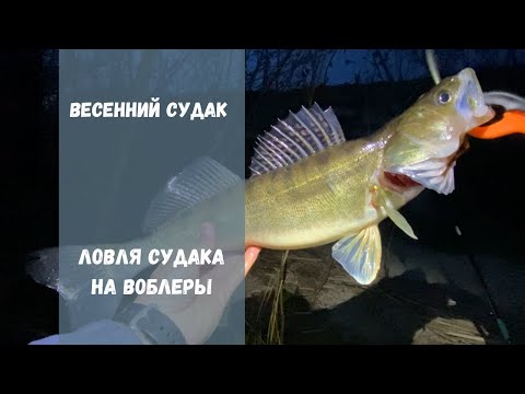 Видео: Ловля ночного судака | Рыбалка на воблеры | Судак 2025