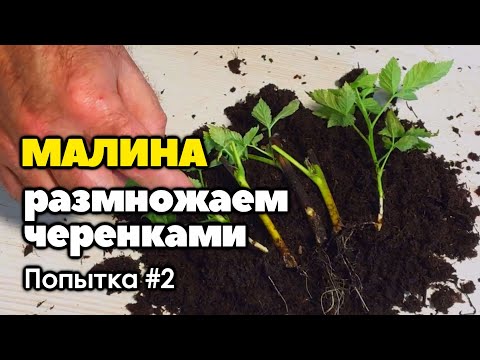 Видео: Размножение малины черенками. Попытка №2