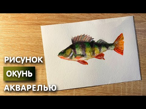 Видео: Как нарисовать окуня карандашом и акварелью начинающим | Рисунок для детей