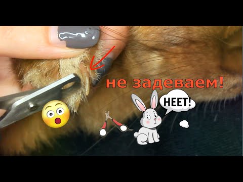 Видео: КАК СТРИЧЬ КОГТИ КРОЛИКУ? НУЖНО ЛИ СТРИЧЬ КОГТИ КРОЛИКУ?