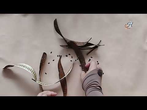 Видео: Смотрите! Как я превратила эти сушеные семечки в три прекрасные вещи