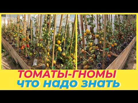 Видео: ПРОЕКТ ГНОМ ТОМАТНЫЙ /Dwarf tomato project/ СРОКИ ПОСЕВА МОЯ КОЛЛЕКЦИЯ 2023