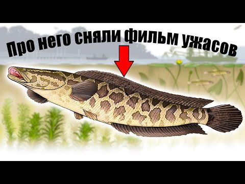 Видео: Как ЗМЕЕГОЛОВ СТАЛ СЮЖЕТОМ ФИЛЬМА УЖАСОВ, ползает по суше, ЗАХВАТЫВАЕТ ВОДОЕМЫ США. И другие факты