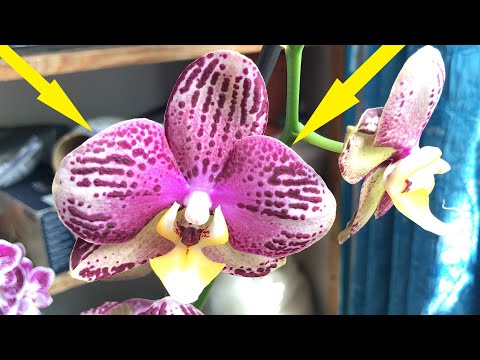 Видео: Купил Орхидею МЕЧТЫ! А она оказалась заражена ТРИПСАМИ! И не только она!