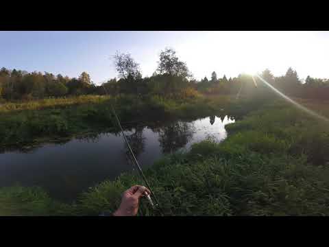 Видео: Речка Волгуша 2 октября (отрицательный результат, тоже результат)