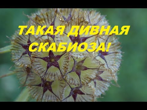 Видео: СКАБИОЗА ЗВЁЗДЧАТАЯ. Чудо чудное!!!