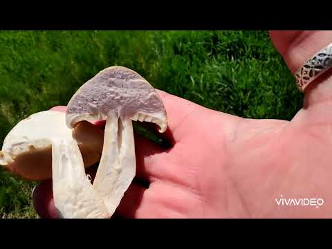 Видео: Рядовка майская, майский гриб, не плохо 😉 🤤