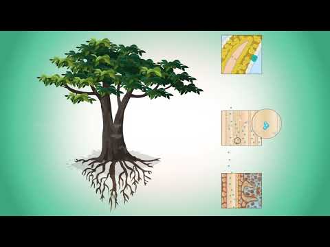 Видео: Ерубаева Ж.Н.- "Транспирация процесіне әсер ететін сыртқы және ішкі факторлар"