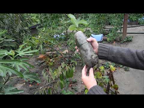 Видео: Хурма с нуля. Фильм третий. Посадка подвоя на постоянное место.