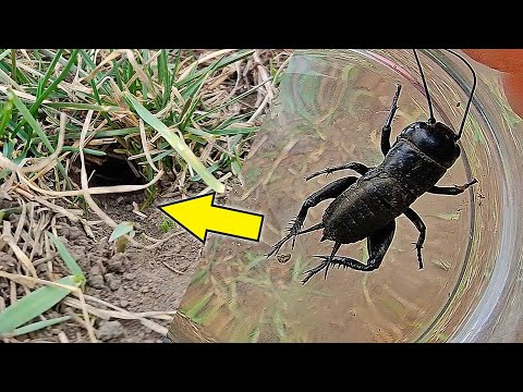 Видео: Поймал странное насекомое котрое живет в норе!