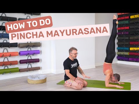 Видео: Как выполнять Пинча Маюрасану | Поза пера павлина или баланс предплечья в аштанга-йоге