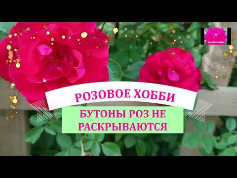 Видео: РОЗА НЕ РАСКРЫВАЕТ БУТОНЫ. ЧТО ДЕЛАТЬ?