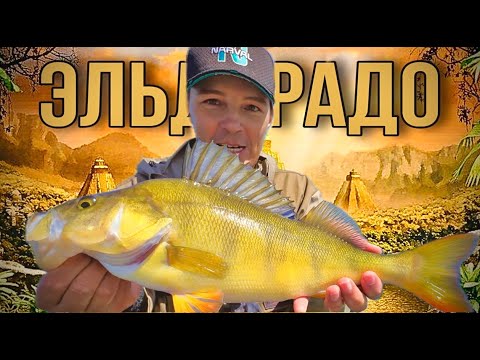 Видео: ЭТО ЭЛЬДОРАДО! ПОЛЗЁМ ПО БОЛОТАМ ЗА БОЛЬШИМИ ЗОЛОТЫМИ ОКУНЯМИ! ТУРБОКЛЁВ ТРОФЕЙНЫХ ОКУНЕЙ!