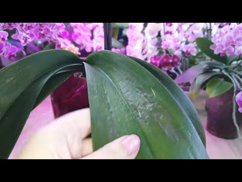 Видео: Пятна на листьях орхидеи Фаленопсис. Способ лечения. Часть 1