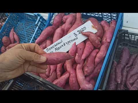Видео: Селекционная работа с бататом